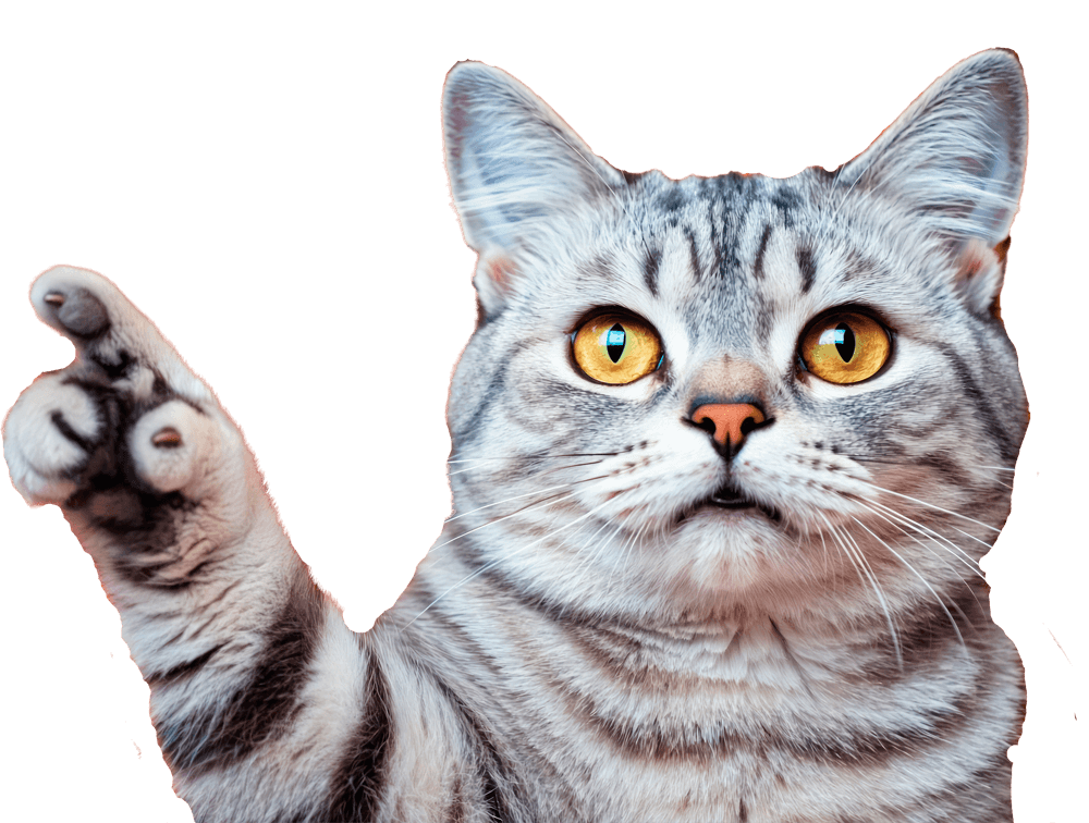 Kitten pointing